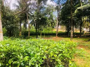 Near to anguruwathota rd valuable land