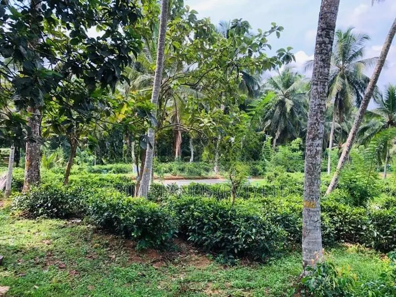 Near to anguruwathota rd valuable land