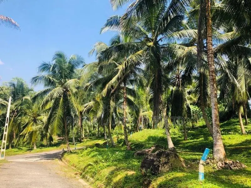බණ්ඩාරගමට ලඟින් පොල් සහිත ඉඩමක් විකිණීමට