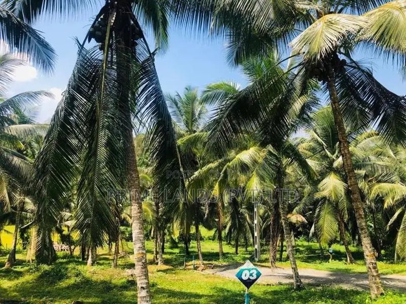 බණ්ඩාරගමට ලඟින් පොල් සහිත ඉඩමක් විකිණීමට