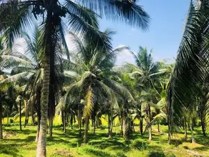 බණ්ඩාරගමට ලඟින් පොල් සහිත ඉඩමක් විකිණීමට
