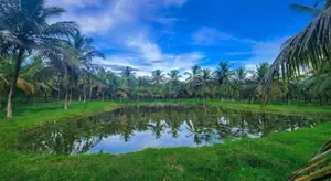 Chilaw 45 Acers Coconut Land For Sale ( RLS - 765 )