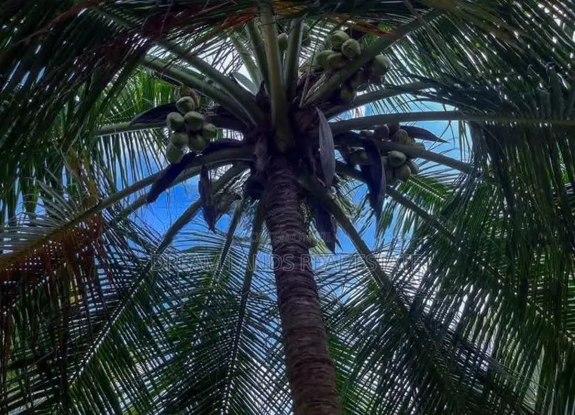 Chilaw 45 Acers Coconut Land For Sale ( RLS - 765 )