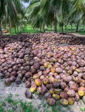 Chilaw 45 Acers Coconut Land For Sale ( RLS - 765 )