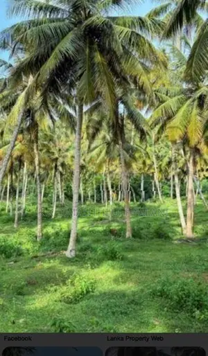 Coconut Land For Sale Kurunegala