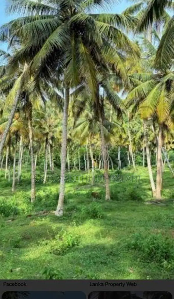 Coconut Land For Sale Kurunegala