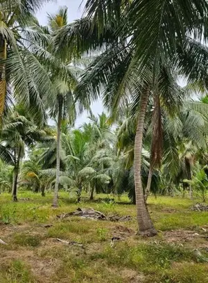 Coconut Land For Sale Kurunegala