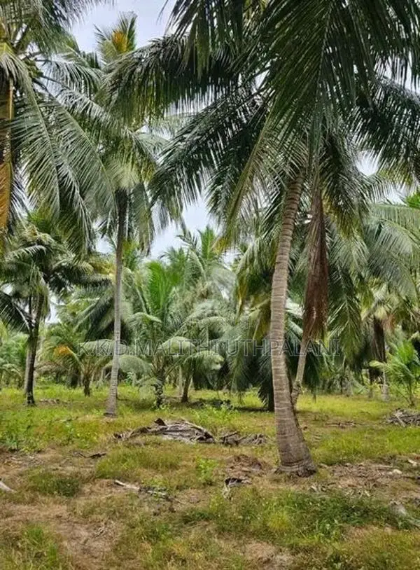 Coconut Land For Sale Kurunegala