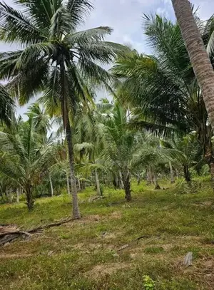 Coconut Land For Sale Kurunegala