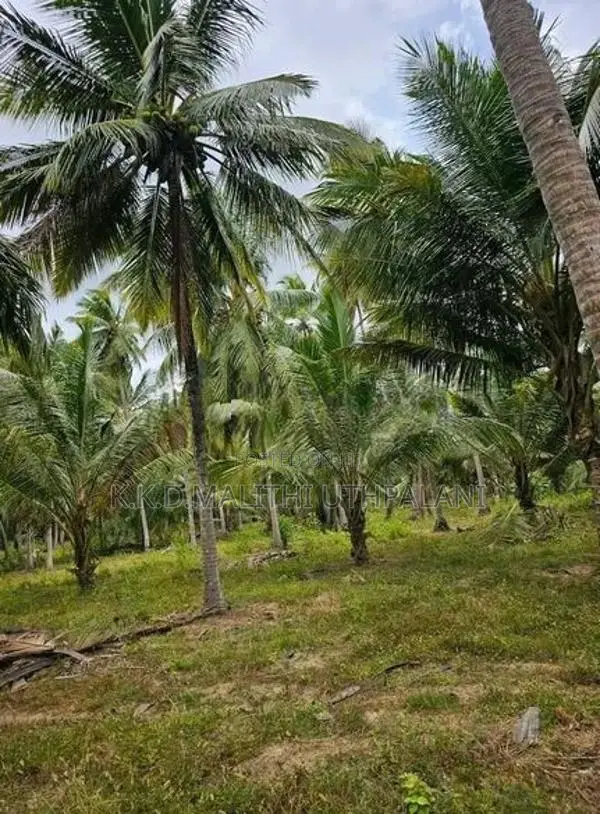 Coconut Land For Sale Kurunegala