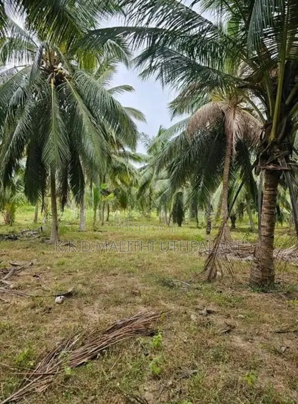 Coconut Land For Sale Kurunegala