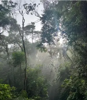 Forest view point Holiday villas