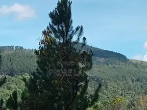 Forest view point Holiday Home for sale