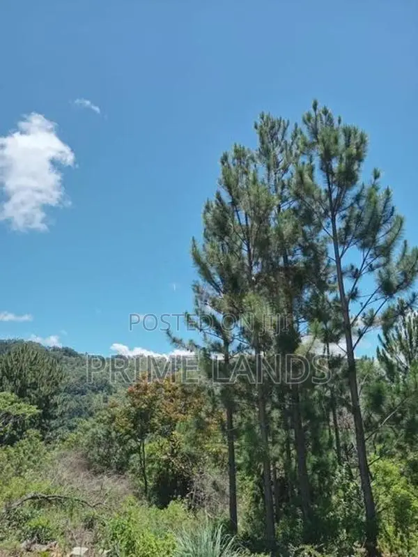 Forest view point Holiday Home for sale
