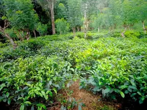 ආදායම් ලබන පර්චස් 128 ක තේ ඉඩමක් විකිණීමට / HL 13522