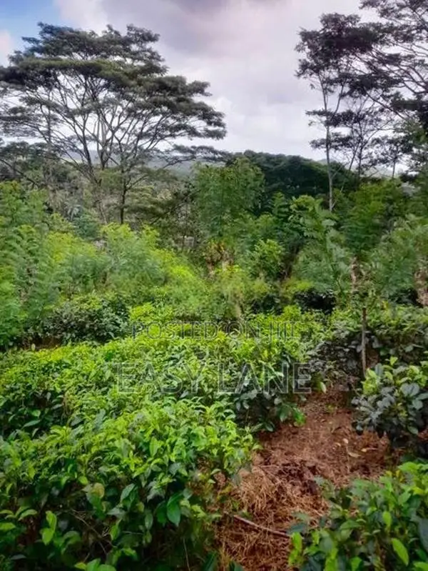 ආදායම් ලබන පර්චස් 128 ක තේ ඉඩමක් විකිණීමට / HL 13522