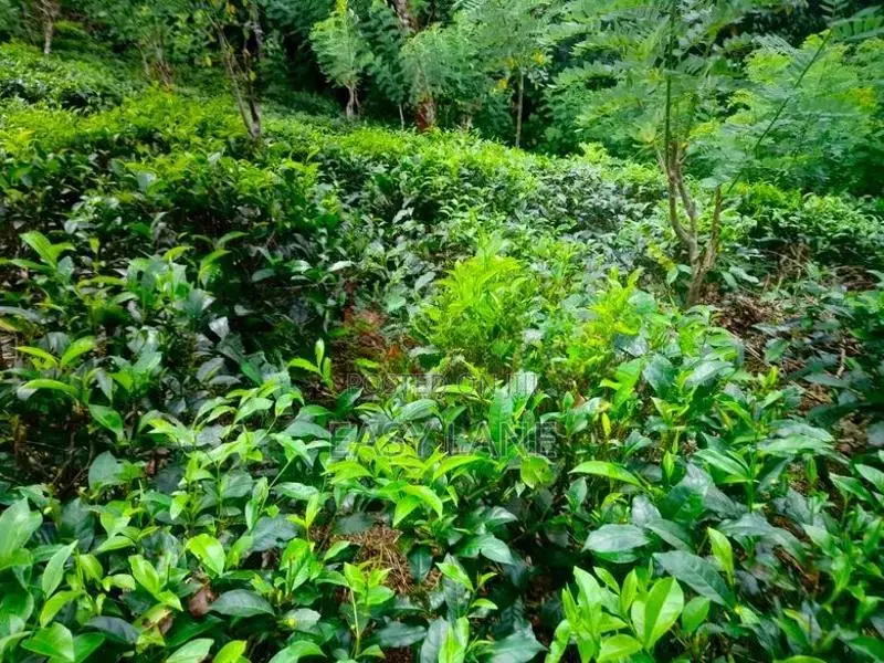 ආදායම් ලබන පර්චස් 128 ක තේ ඉඩමක් විකිණීමට / HL 13522