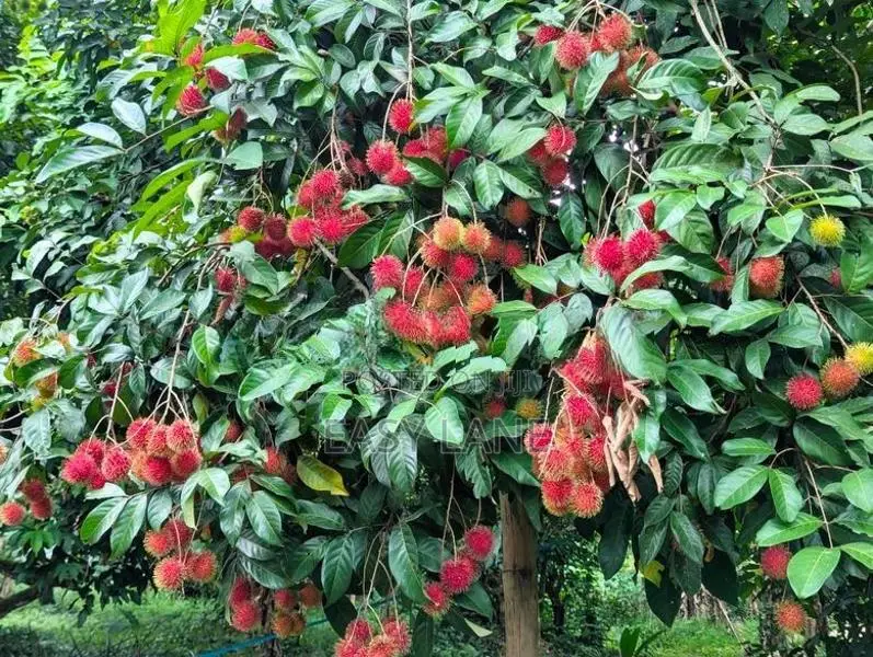 🌴ආදායම් ලබන වටිනා පොල් අක්කරයක් විකිණීමට / HL 15067