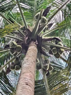 🌴ආදායම් ලබන වටිනා පොල් අක්කරයක් විකිණීමට / HL 15067