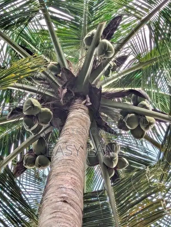 🌴ආදායම් ලබන වටිනා පොල් අක්කරයක් විකිණීමට / HL 15067
