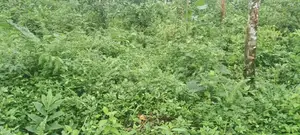 Land for sale at Dodangoda