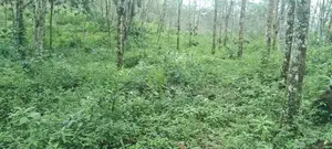 Land for sale at Dodangoda