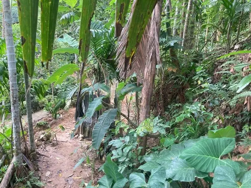 රත්නපුරෙන් පර්චස් 15ක ඉඩමක් විකිණීමට
