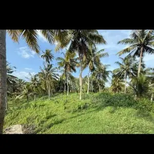 Coconut And Cinnamon Land For Sale Karathota Hakmana