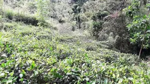 Land for sale Athgala Gampola