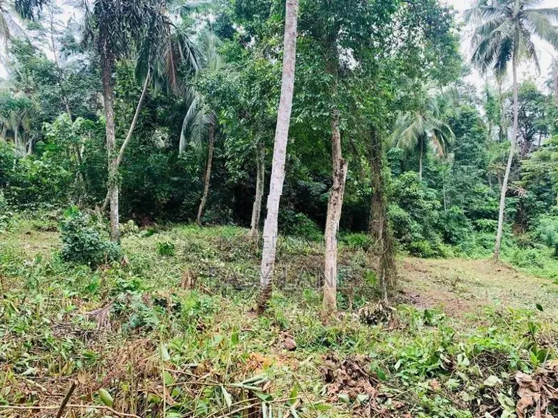 🌿 කිරිඳිවැලින් අගනා ඉඩමක් විකිණීමට / YS 15800