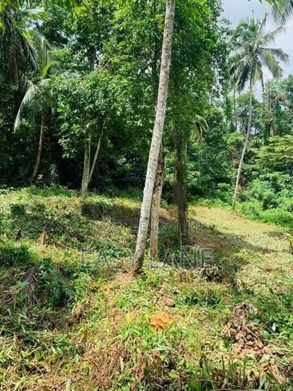🌿 කිරිඳිවැලින් අගනා ඉඩමක් විකිණීමට / YS 15800
