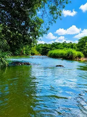River front land For Sale in Giriulla (SSPL-507)