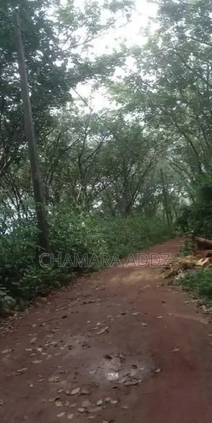 කිරිදිවැල - රබර් වත්තක් විකිණීමට