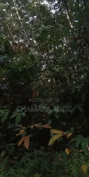කිරිදිවැල - රබර් වත්තක් විකිණීමට