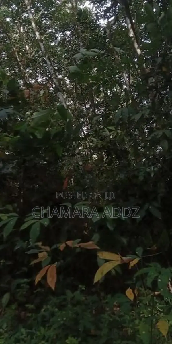 කිරිදිවැල - රබර් වත්තක් විකිණීමට