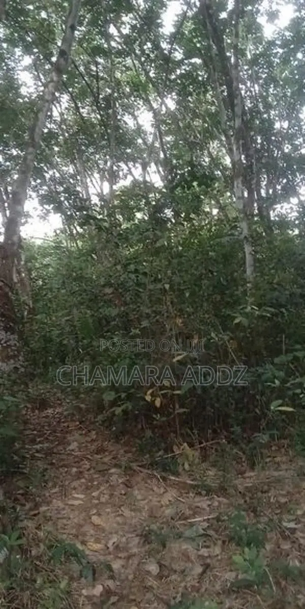 කිරිදිවැල - රබර් වත්තක් විකිණීමට