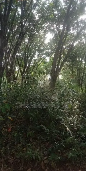 කිරිදිවැල - රබර් වත්තක් විකිණීමට