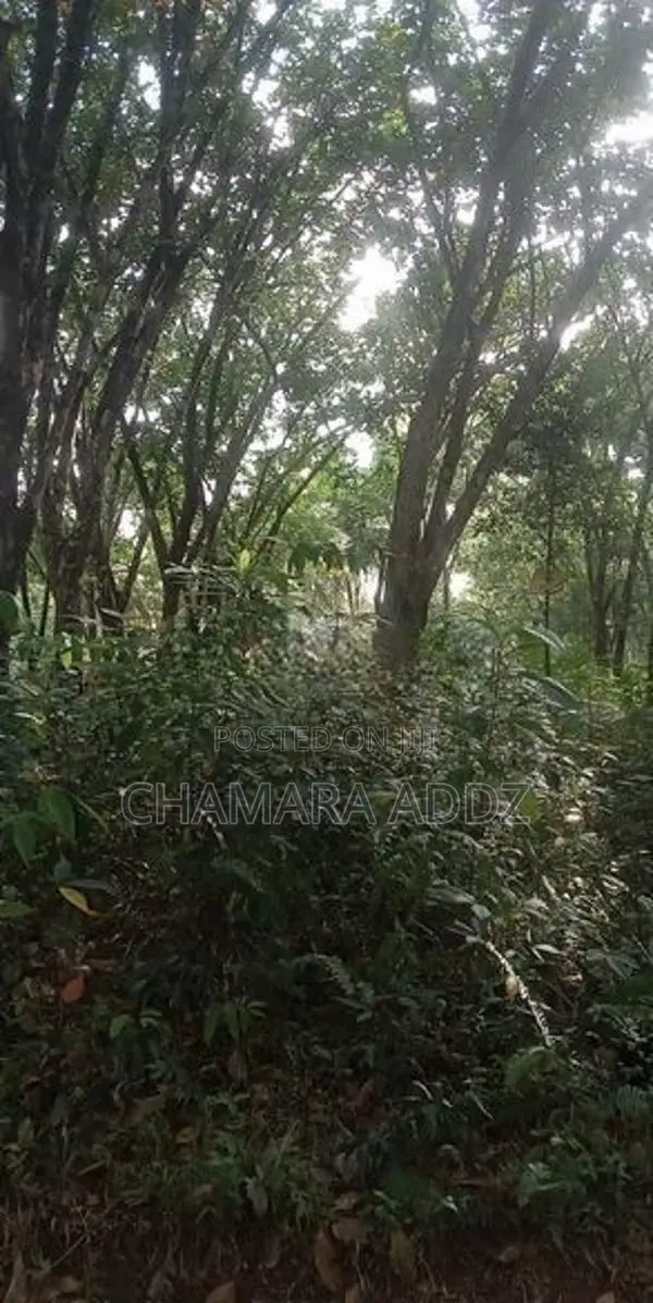 කිරිදිවැල - රබර් වත්තක් විකිණීමට