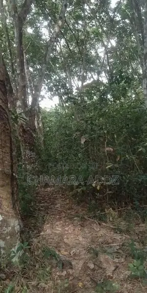 කිරිදිවැල - රබර් වත්තක් විකිණීමට