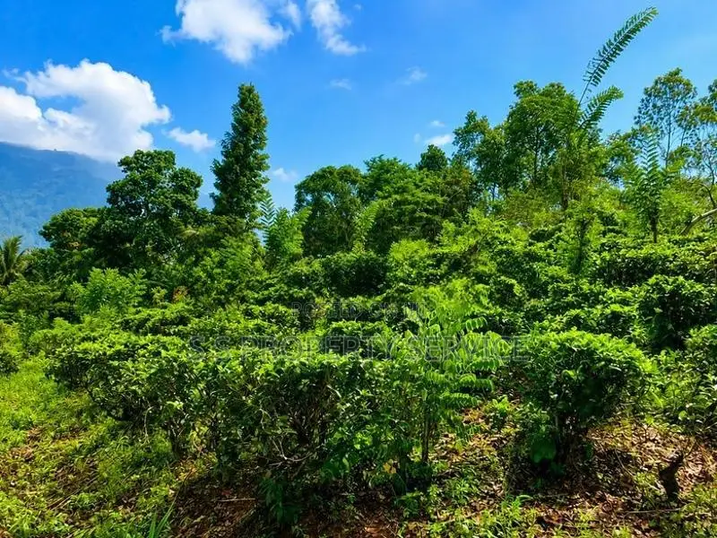 Kithulgala - 157 Perches Land for Sale (SSPL-387)