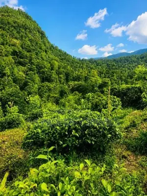 Kithulgala - 157 Perches Land for Sale (SSPL-387)