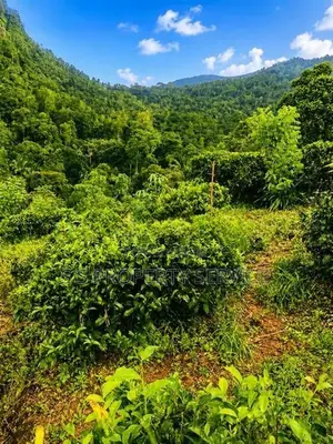 Kithulgala - 157 Perches Land for Sale (SSPL-387)
