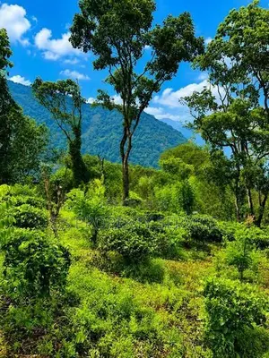 Kithulgala - 157 Perches Land for Sale (SSPL-387)