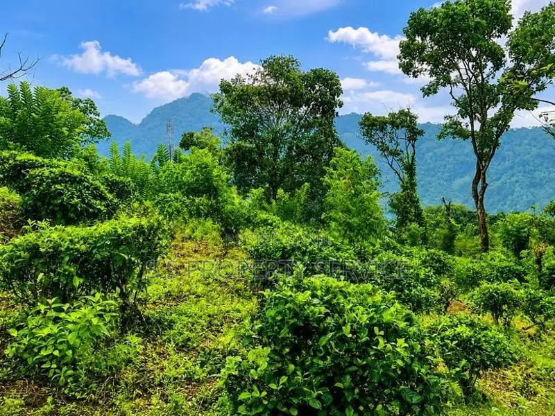 Kithulgala - 157 Perches Land for Sale (SSPL-387)