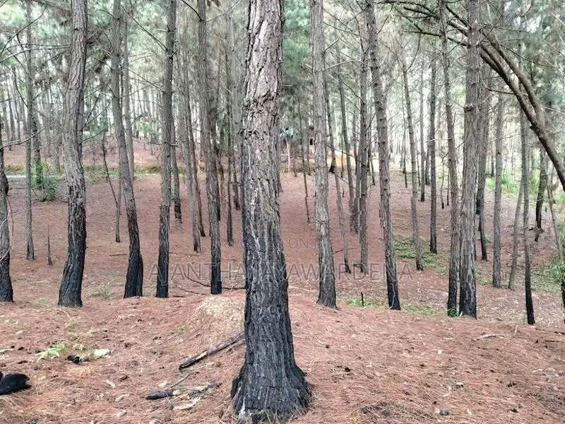 Land At Kithal Ella For Sale