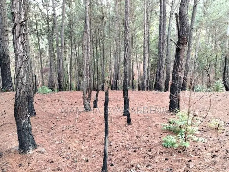 Land At Kithal Ella For Sale