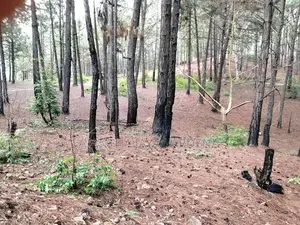 Land At Kithal Ella For Sale