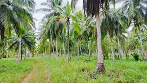 (AFA444) 10 Acre Land Sale At Pallama off Chilaw, North Western Provin