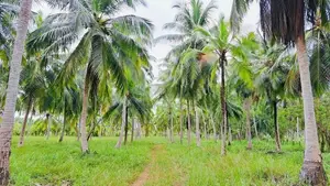 (AFA444) 10 Acre Land Sale At Pallama off Chilaw, North Western Provin