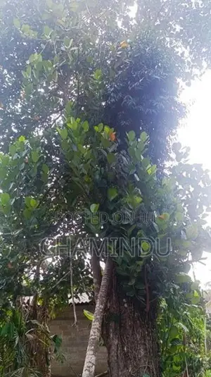 Land for Sale in Pannala